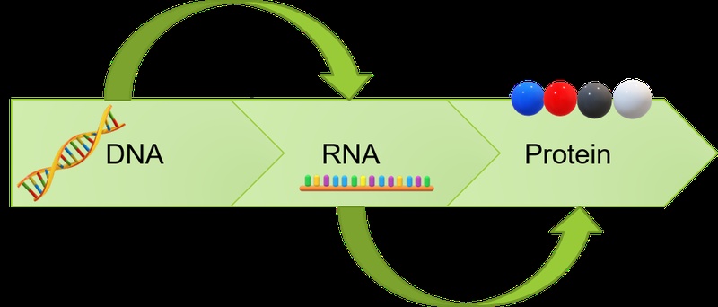 transcribe vs translate