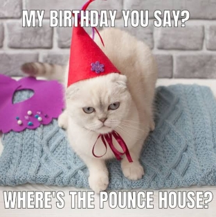 happy birthday cat meme