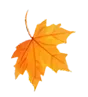 Ahornblatt