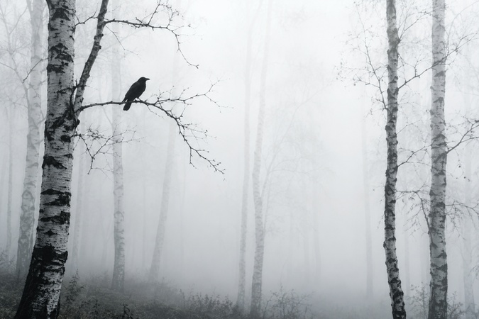 foggy birch forest with a black raven