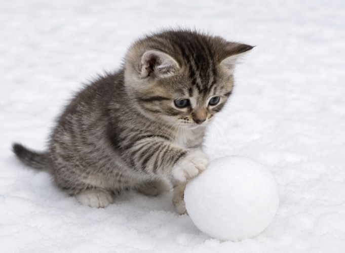 kitten playing with a snowball