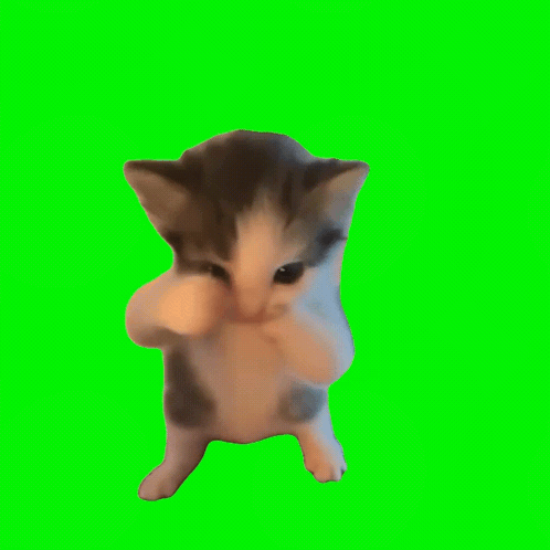 scuba cat meme