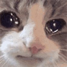 Close-up crying cat meme showing teary eyes and nose in an extreme crop