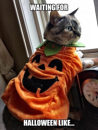 black cat halloween memes