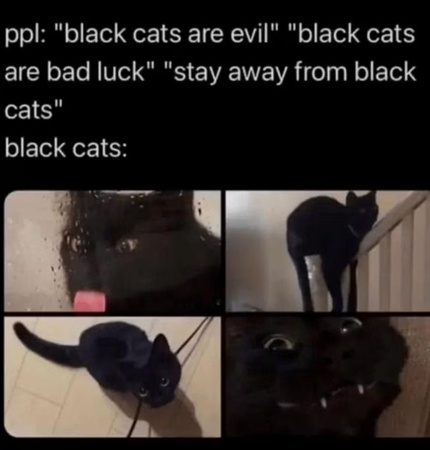 cat halloween meme