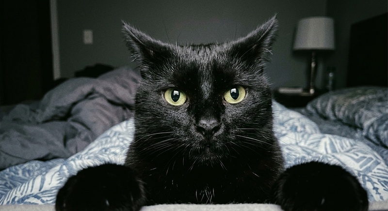 Black cat taking a funny close-up selfie with wide eyes.