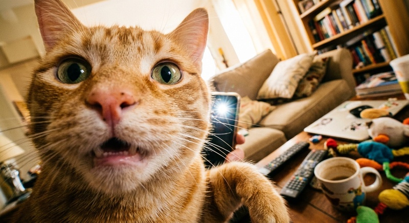 Orange tabby taking a funny selfie with a surprised expression and tilted camera angle.