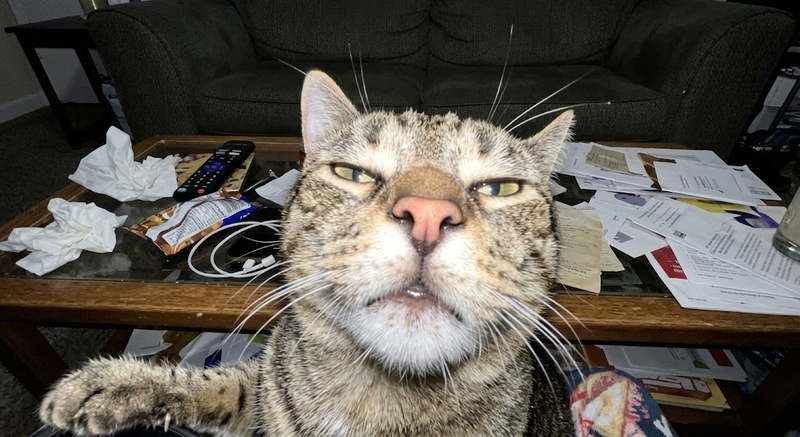 Grumpy cat captured in an awkward, unflattering phone selfie.