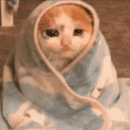 Crying cat wrapped in a blanket like a burrito while hiding from the world