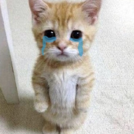 Crying cat meme standing up