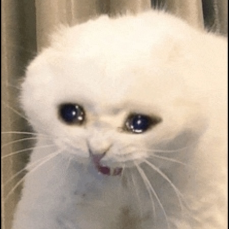 Crying cat meme wearing sunglasses while trying to look unbothered