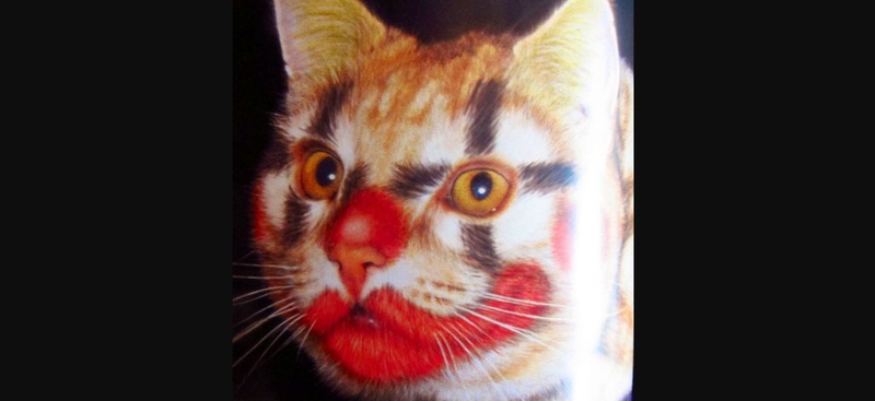 dyed hair cat halloween