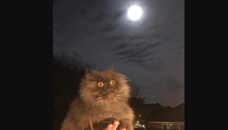 full moon cat meme