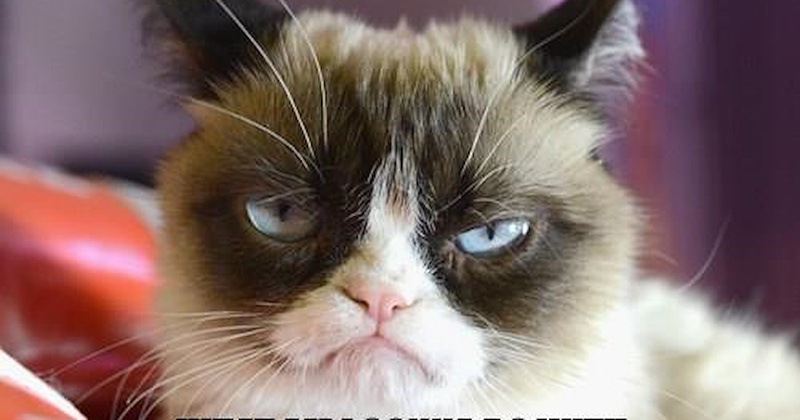 funny halloween cat memes
