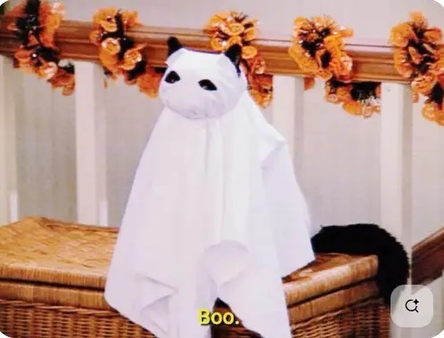 ghost cat meme