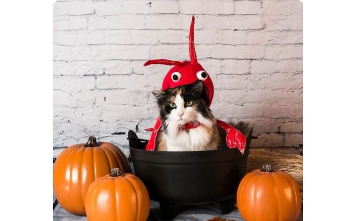 happy cat meme