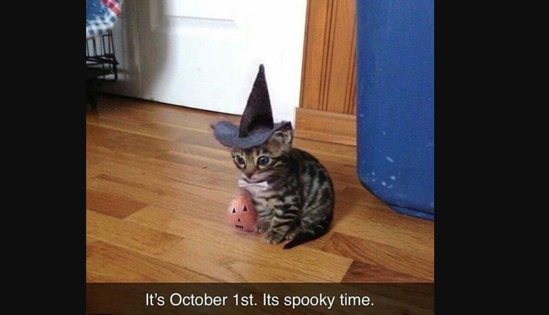 happy halloween cat meme