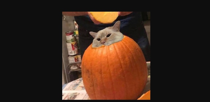 pumpkin cat meme