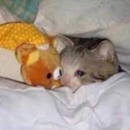 crying cat meme featuring one cat with a teddy bear