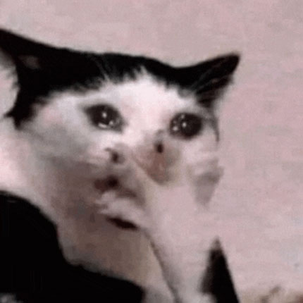 Screaming crying cat meme showing an exaggerated emotional meltdown