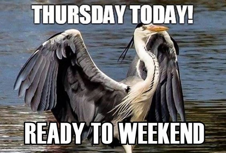 bird ready for the weekend