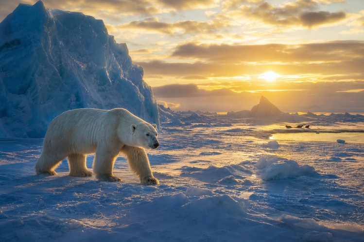frozen arctic giant