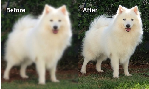 Gemini Image Upscaler to Sharpen Animal Fur Texture