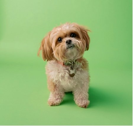 cute pet portrait