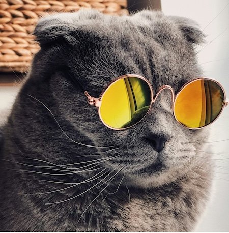 funny pet face