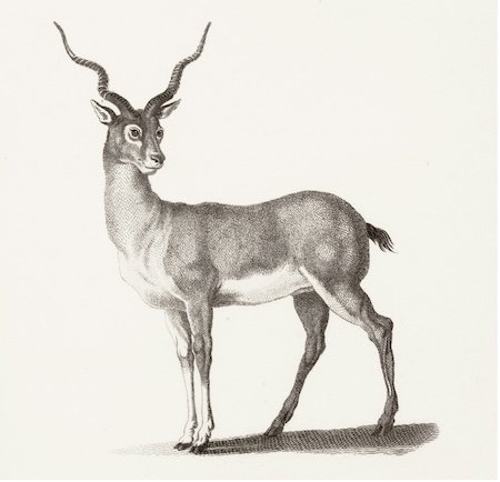 illustrated animal