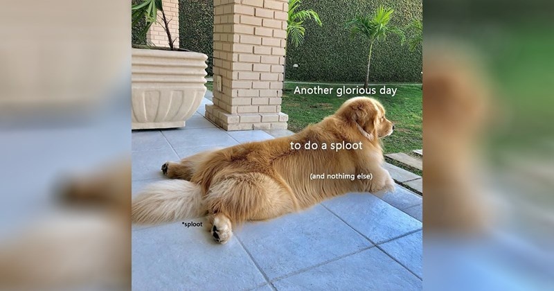 pet green screen memes